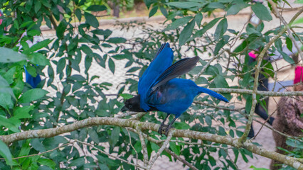 bird, nature, blue, flower, animal, green, spring, plant, wild, wildlife, branch, summer, tree, purple, beauty, bloom, jay, color, pigeon, flora, butterfly, insect, beautiful, macro