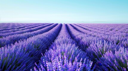 Obraz premium Lavender Field Background: Rows of purple flowers in full bloom, creating a stunning landscape against a backdrop of clear blue skies. 