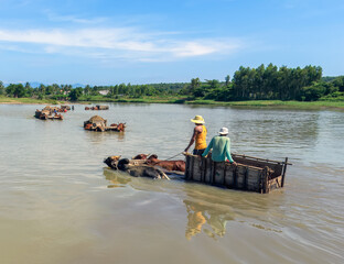 Men are picking up sand from the river and transporting it to shore by bullock cart in Binh Thuan province, Vietnam