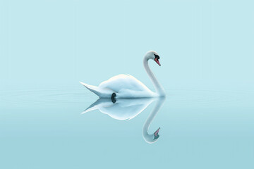 Fototapeta premium swan on the blue water