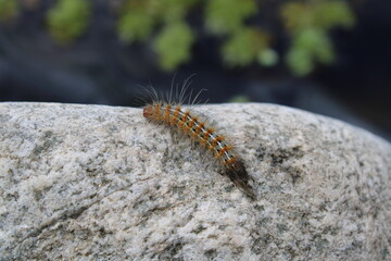 Caterpillar on a rock