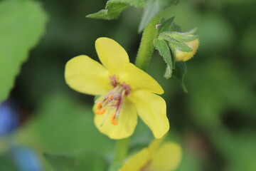 Yellow flowers of a plant