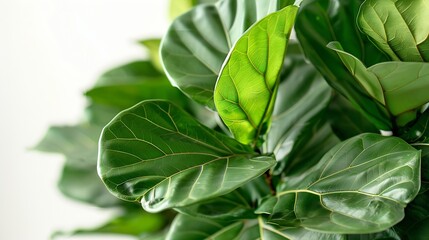 Obraz premium Green foliage ficus lyrata with white background : Generative AI