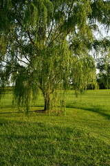 Weeping Willow Tree
