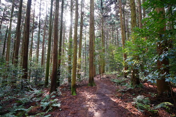 Fototapeta premium cedar forest in the gleaming sunshine