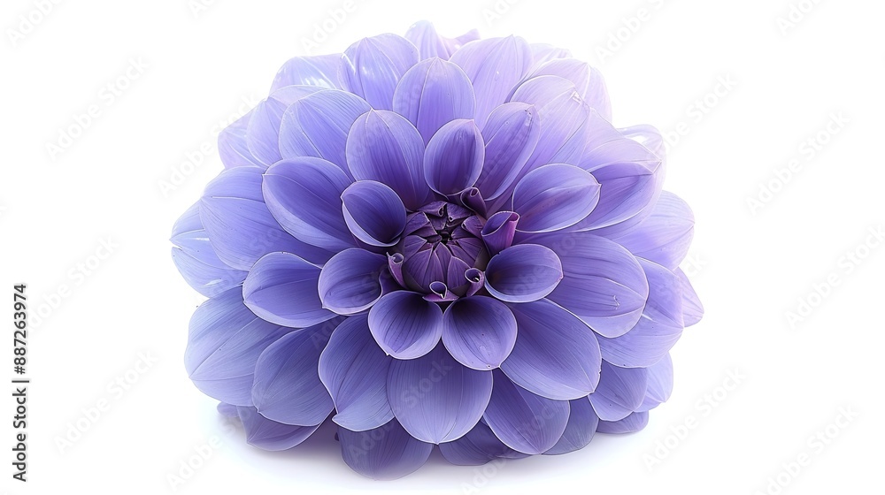 Aufkleber purple dahlia flower on a white isolated background with clipping path for design closeup nature : g