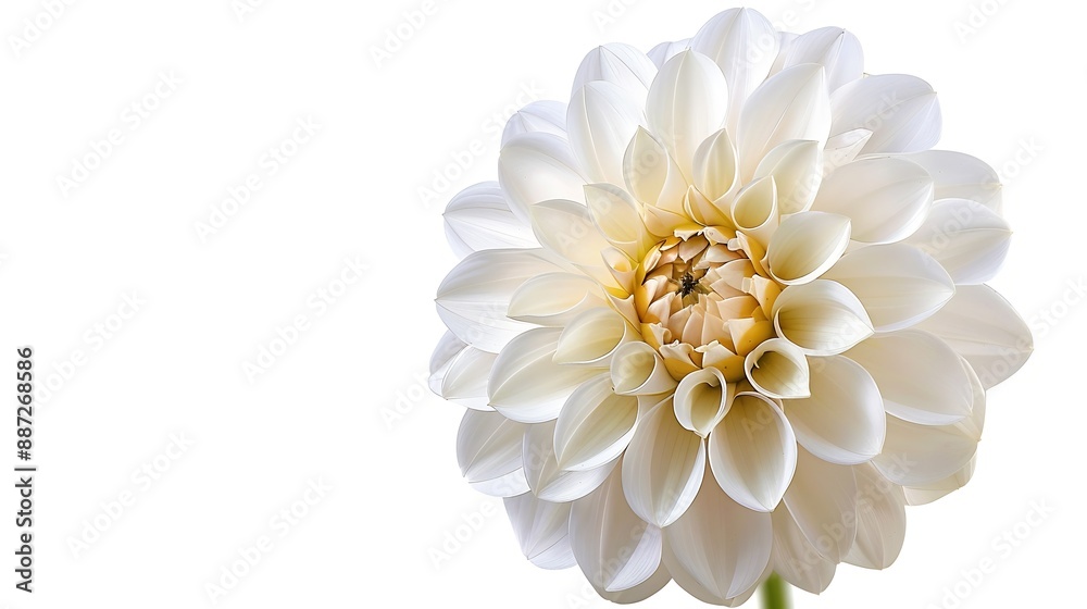 Aufkleber white dahlia flower on a white isolated background with clipping path for design closeup nature : ge