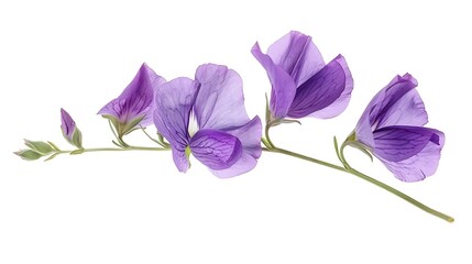 Purple Sweet Pea flower with a long stem isolated cutout on white background : Generative AI