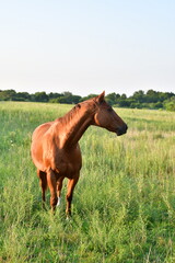Fototapeta premium Brown Horse