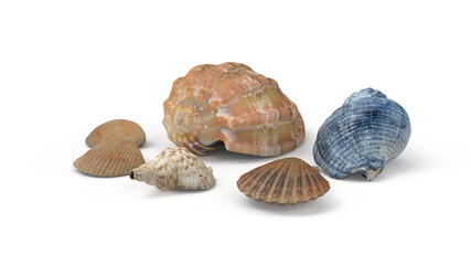 sea shell isolated on white background png