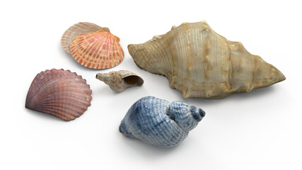 sea shells isolated on transparent background png