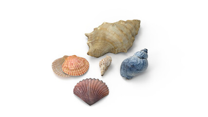 sea shells on transparent png