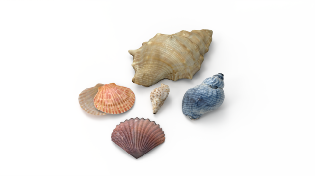 sea shells on transparent png