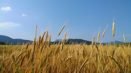 wheat, field, agriculture, grain, crop, cereal, nature, farm, plant, harvest, food, summer, ear, golden, yellow, corn, gold, rural, rye, seed, bread, barley, ripe, straw, growth
