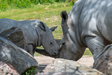 Naklejka premium mother rhino and baby rhino bonding
