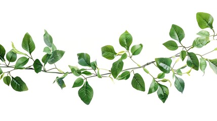 Fototapeta premium Twigs with green leaves in a floral waved garland isolated on white : Generative AI