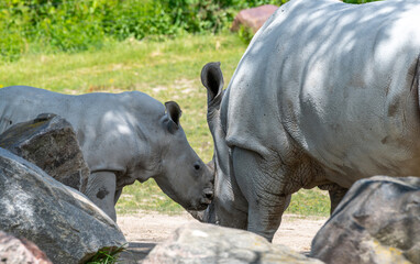 Naklejka premium rhino and baby rhino in the zoo