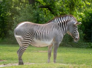 zebra in the grass