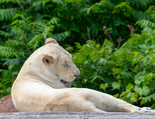 Fototapeta premium white lion laying down in grass