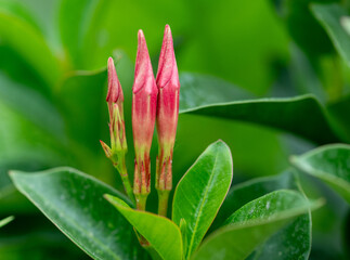 close up of pink flower