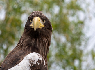 portrait of a eagle