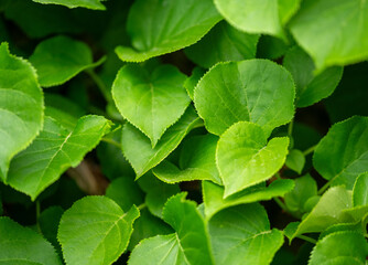 green leaves background
