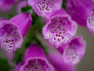 close up of a pink flower © Susan