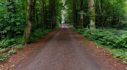 Obraz premium Enchanting forest path through lush green foliage