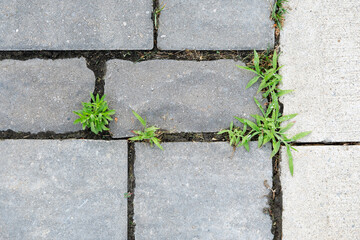 Digitaria, commonly known as crab crass or finger grass is seen growing between pavers on a...