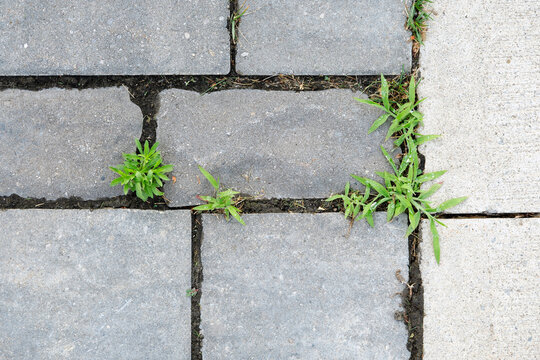 Digitaria, commonly known as crab crass or finger grass is seen growing between pavers on a driveway, is a nuisance weed and hard to eradicate.