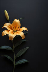 Toned image of a single orange lily on a black background, representing the elegance and solemnity of funeral arrangements, condolence, and remembrance, necrology concept.