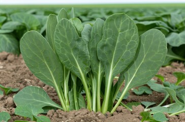 Obraz premium Fresh green leafy vegetables growing in the garden