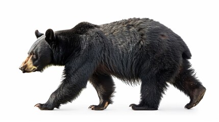 A black bear walking, isolated on a white background