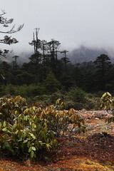 coniferous forest and wilderness of alpine mountain landscape of himalaya near yumthang valley, remote area of north sikkim in india