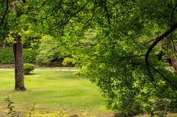 Obraz premium trees in the park