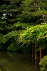 Fototapeta premium japanese garden pond