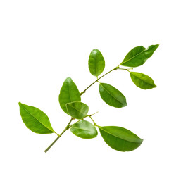 Fototapeta premium lime leaves isolated on transparent background