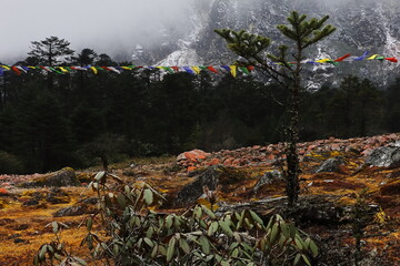 coniferous forest and wilderness of alpine mountain landscape of himalaya near yumthang valley, remote area of north sikkim in india