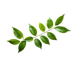 Fototapeta premium lime leaves isolated on transparent background