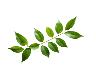 lime leaves isolated on transparent background