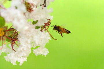 サルスベリの花で花で集密するミツバチ