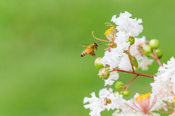 サルスベリの花で花で集密するミツバチ