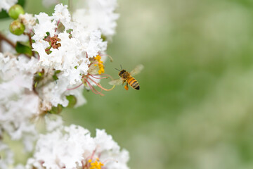 サルスベリの花で花で集密するミツバチ