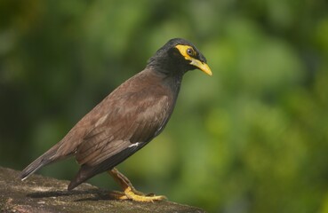  The Lesser Hill Myna is a bird species that inhabits the forests of Sri Lanka. These birds are known for their remarkable ability to mimic sounds, including human speech.