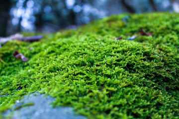 Moss on Rock