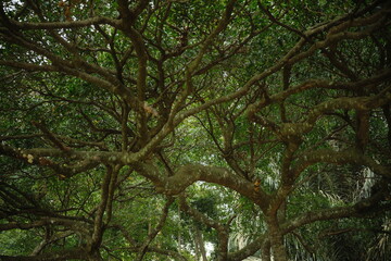 Fototapeta premium The reflection of sunlight into the branches of a large and ancient tree in the midst of the tropical forest