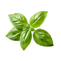 Fototapeta premium Basil leave isolated on transparent background