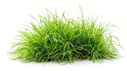 Fototapeta premium Emerald Sanctuary Verdant Grass Isolated in Serenity
