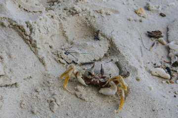 A Smallest crab on the sandy beach at Racha Yai dive spot in Phuket.