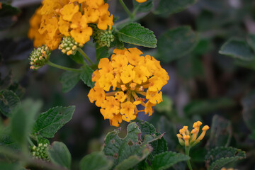 yellow flowers